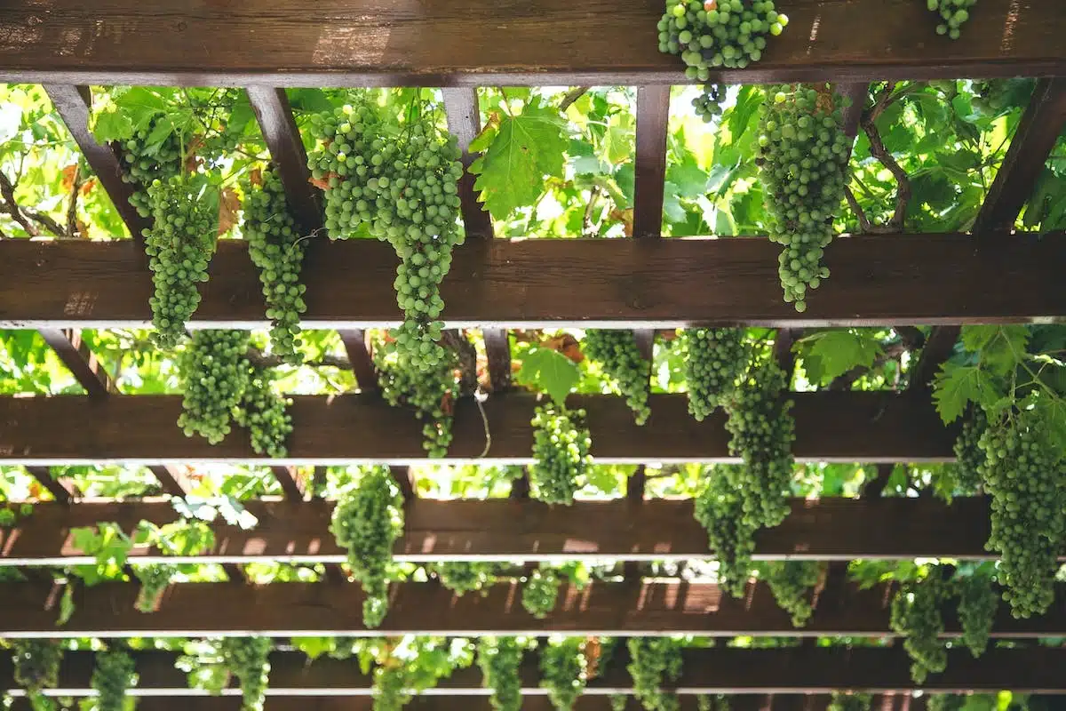 pergola  travaux