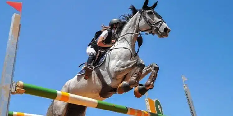 Studforlife : un site dédié aux passionnés du saut d'obstacles équestre