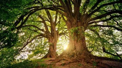 Combien coûte l'abattage d'un arbre à Paris ?