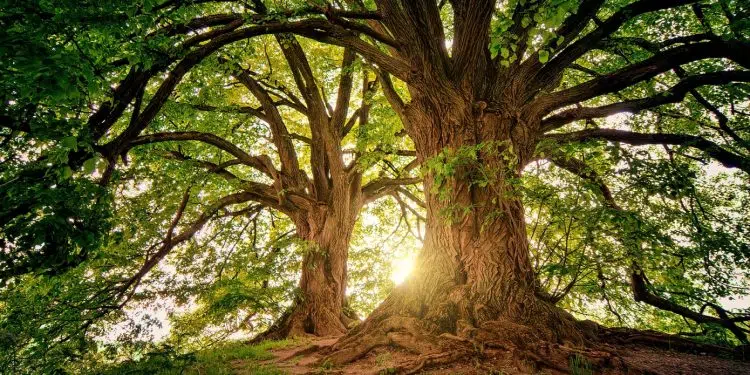 Combien coûte l'abattage d'un arbre à Paris ?