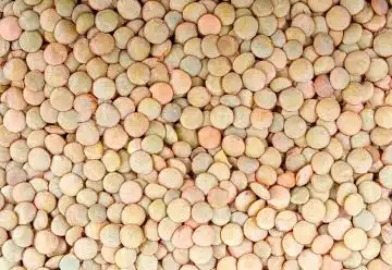 Élevage industriel : ces équipements de distribution indispensables pour l'alimentation sèche